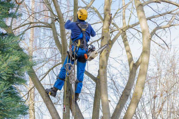 Professional Tree Services in West Chester, PA