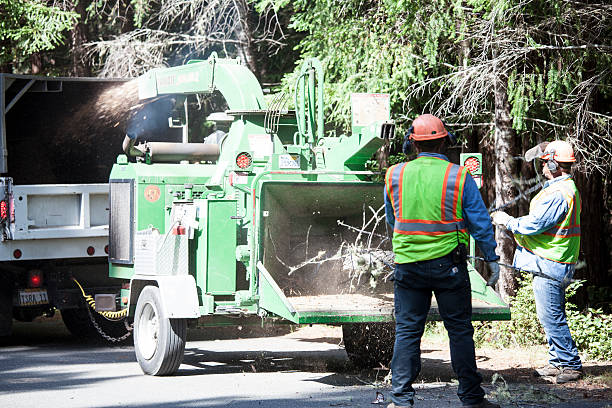 Best Tree Mulching  in West Chester, PA