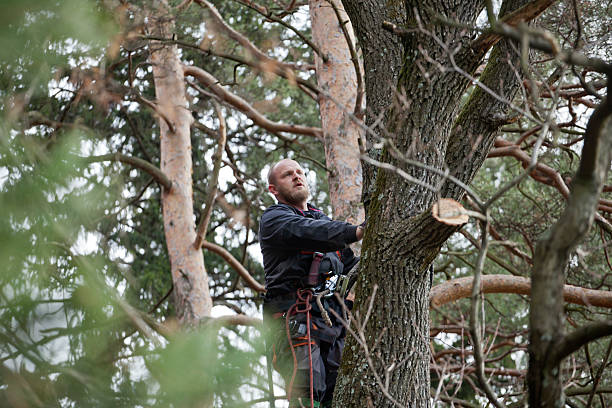 Best Palm Tree Trimming  in West Chester, PA