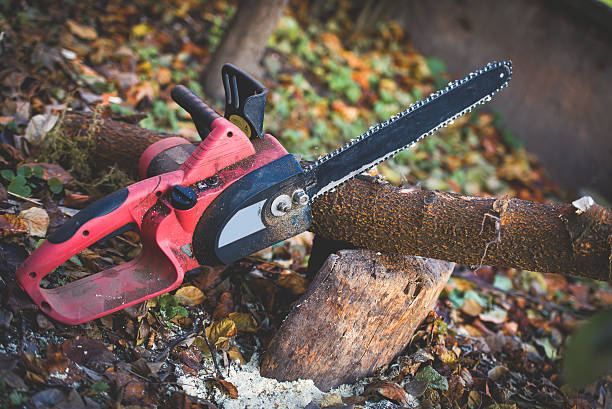 Best Tree Trimming and Pruning  in West Chester, PA