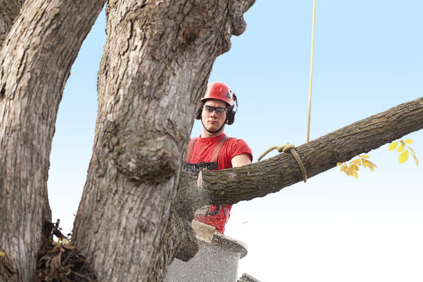 How Our Tree Care Process Works  in  West Chester, PA